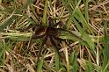 Dolomedes_plantarius_D5134_Z_90_Canal du Nivernais_Frankrijk